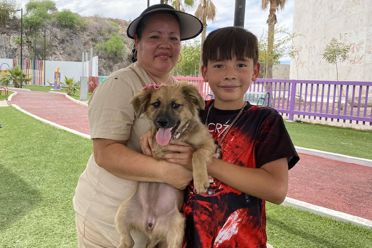 Conoce a “Morita”, una de las cachorras de la Feria de la Adopción en Hermosillo