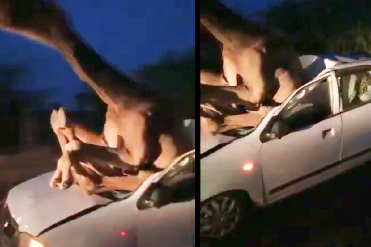 VIDEO: Auto choca contra camello en aparatoso accidente, así quedó el vehículo