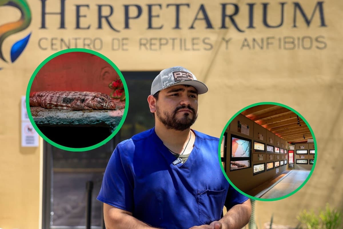Serpientes, ajolotes y más reptiles: así será el nuevo herpetario de Mexicali que también busca educar