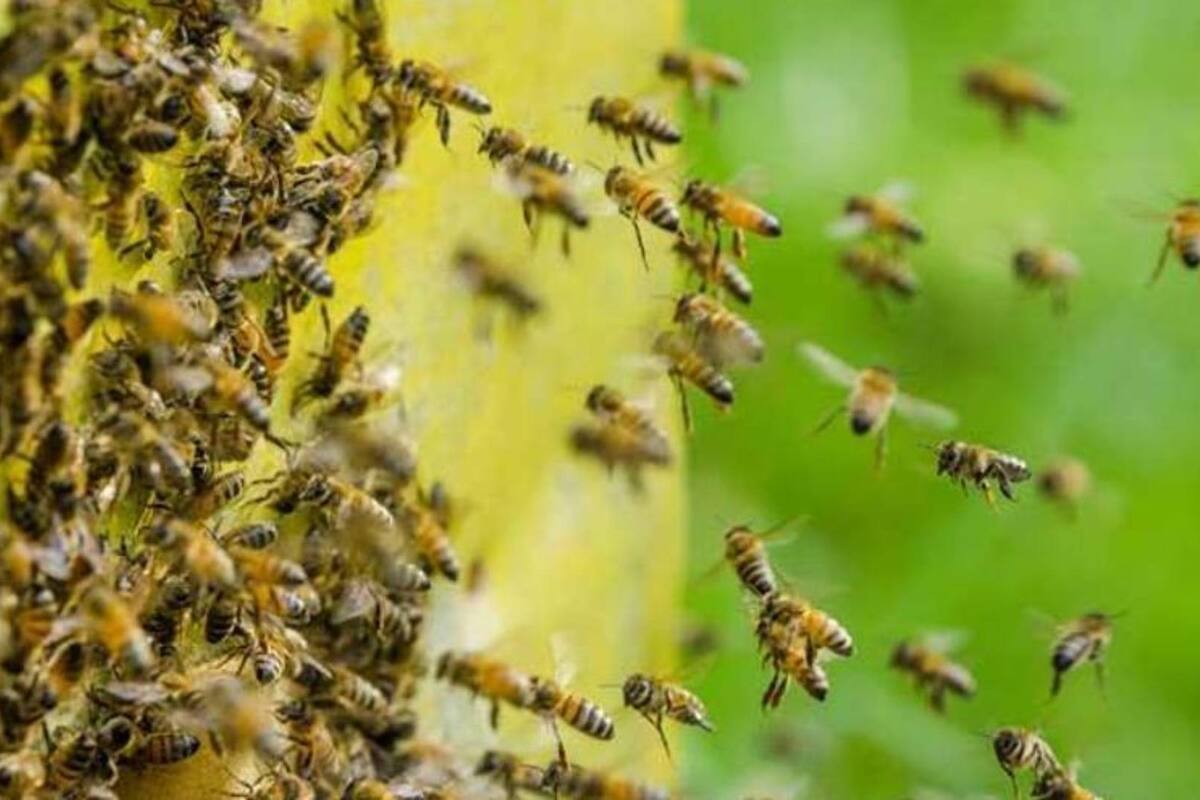 Bomberos atienden reporte de ataque de abejas en Hermosillo