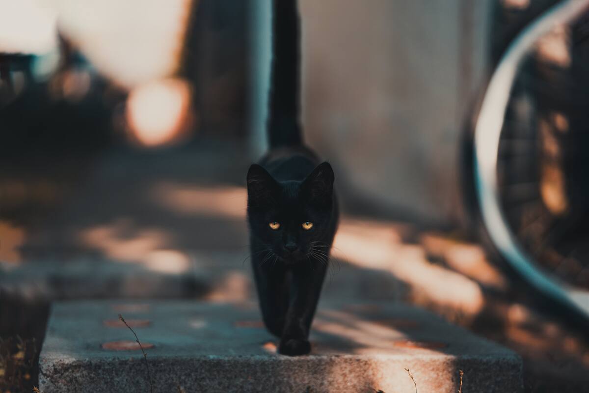 ¿Sabes por qué los gatos siempre regresan a casa? Conoce las cinco razones