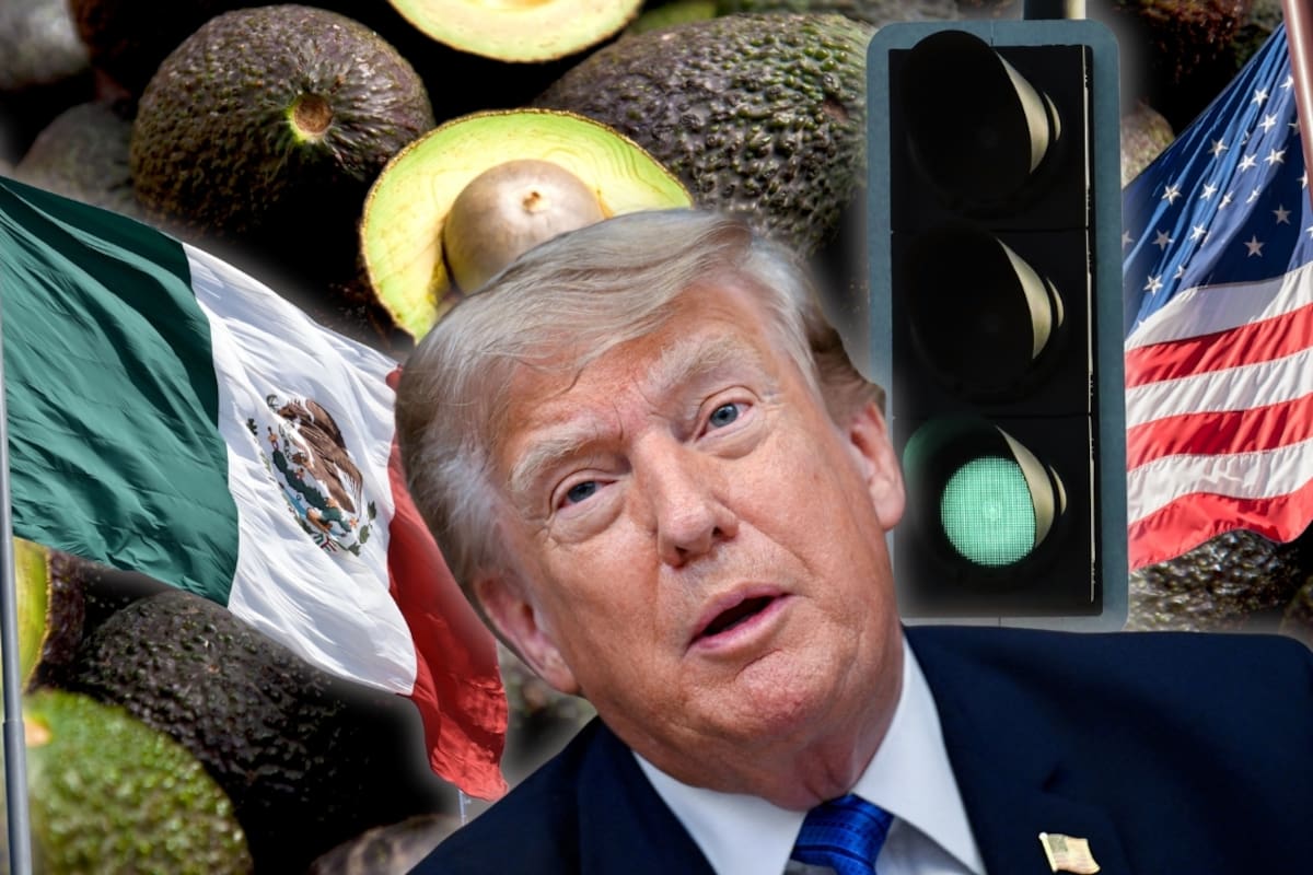 EEUU destraba 9 mil toneladas de aguacate mexicano tras reanudar parcialmente las inspecciones en Michoacán y otras mil toneladas siguen en proceso para exportarse
