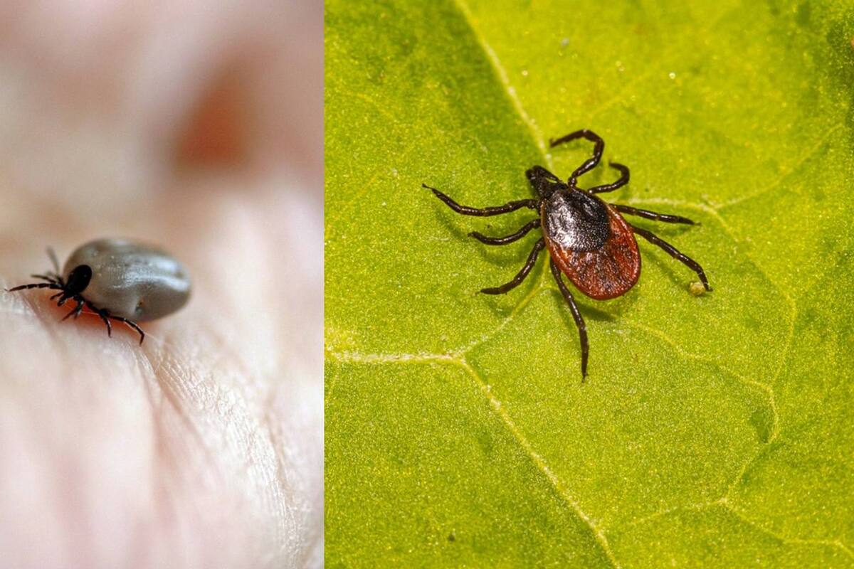 ¿Qué es la "estrella solitaria"?: La peligrosa garrapata detectada en varios estados de EEUU