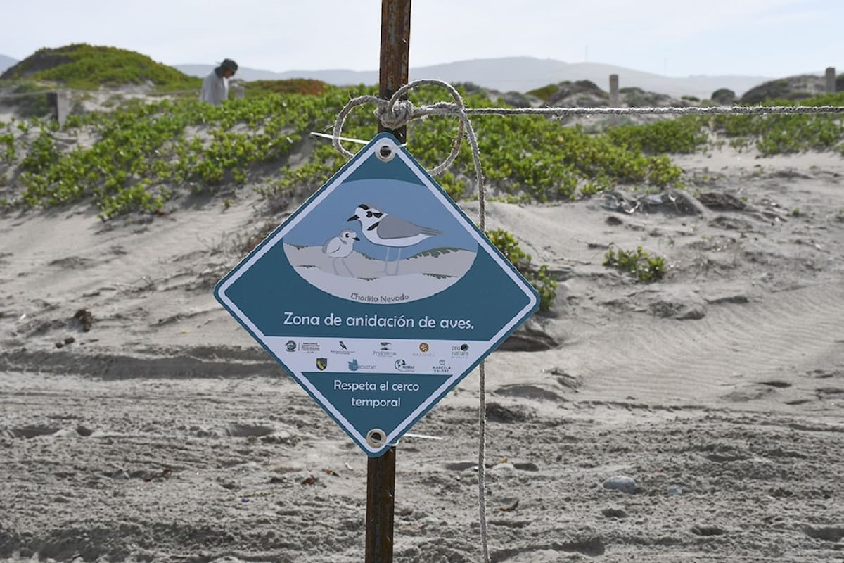 En las playas de Ensenada, una pequeña ave logró casi duplicar sus nidos exitosos mientras enfrenta vehículos, perros y visitantes que pueden poner en riesgo a sus crías