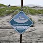 En las playas de Ensenada, una pequeña ave logró casi duplicar sus nidos exitosos mientras enfrenta vehículos, perros y visitantes que pueden poner en riesgo a sus crías
