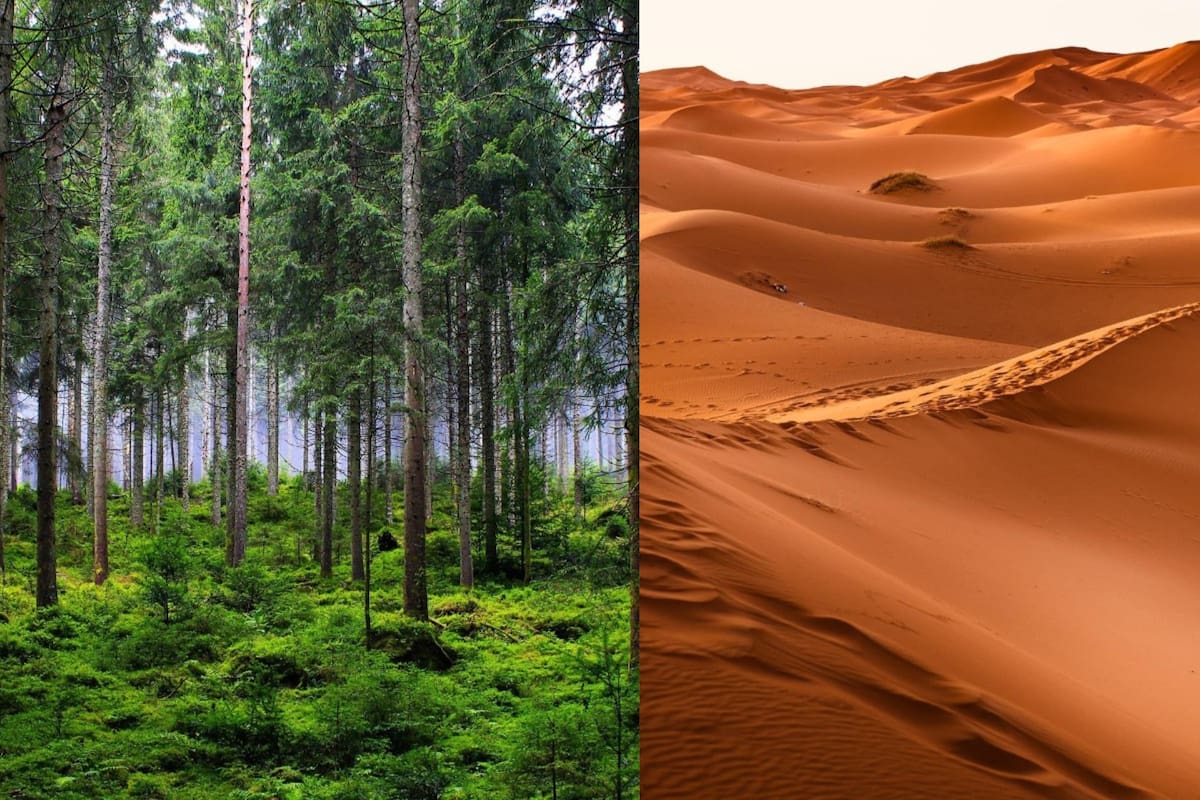 Cómo los chinos convirtieron los desiertos en jardines florecientes y bosques
