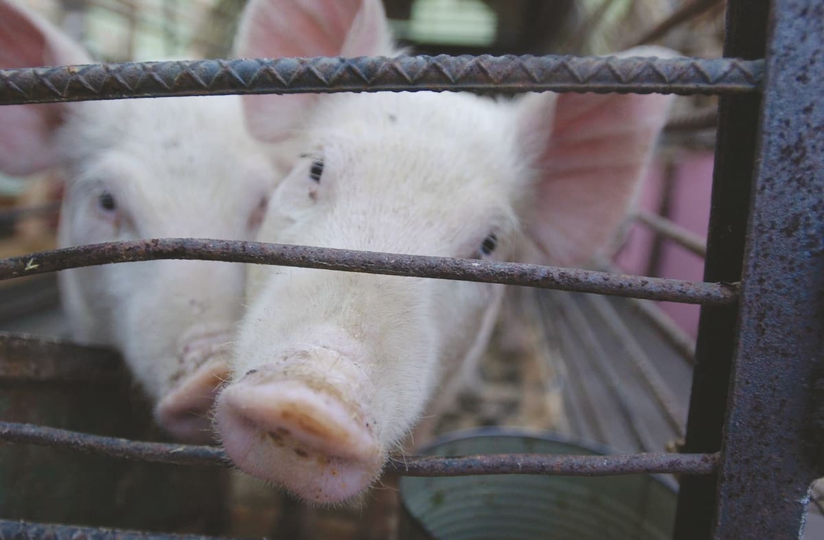 El panorama para el sector porcino en el Estado se ve difícil para este año.