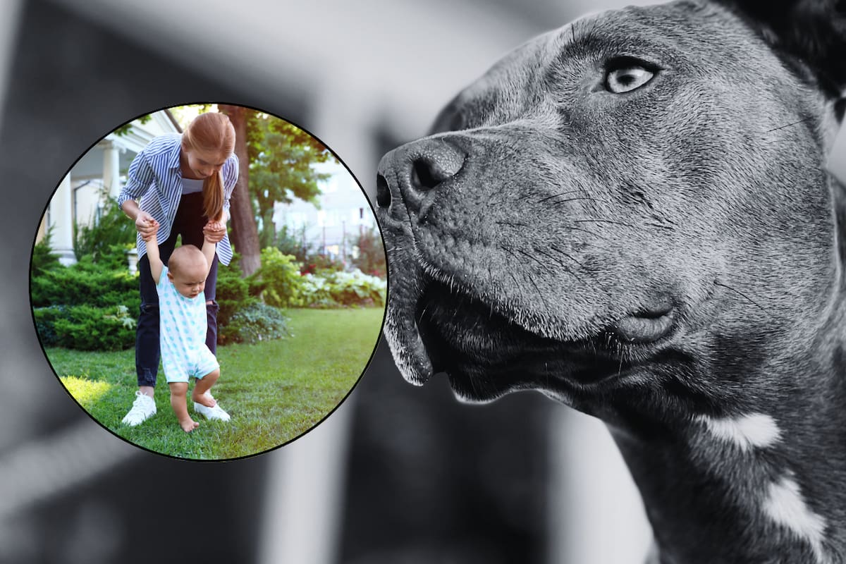 Madre presencia cómo su perro pitbull ataca fatalmente a su bebé de un año en EEUU