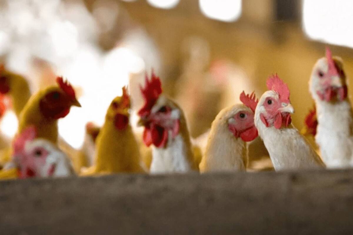 Gripe aviar: Senasica detecta virus IAAP H5N1 en granja de Nuevo León