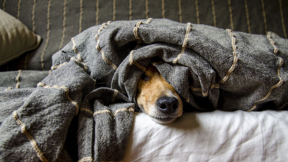 Cómo proteger a perros y gatos durante la temporada de frío con espacios resguardados, cuidados veterinarios y recomendaciones para evitar enfermedades ante el descenso de las temperaturas