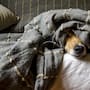 Cómo proteger a perros y gatos durante la temporada de frío con espacios resguardados, cuidados veterinarios y recomendaciones para evitar enfermedades ante el descenso de las temperaturas