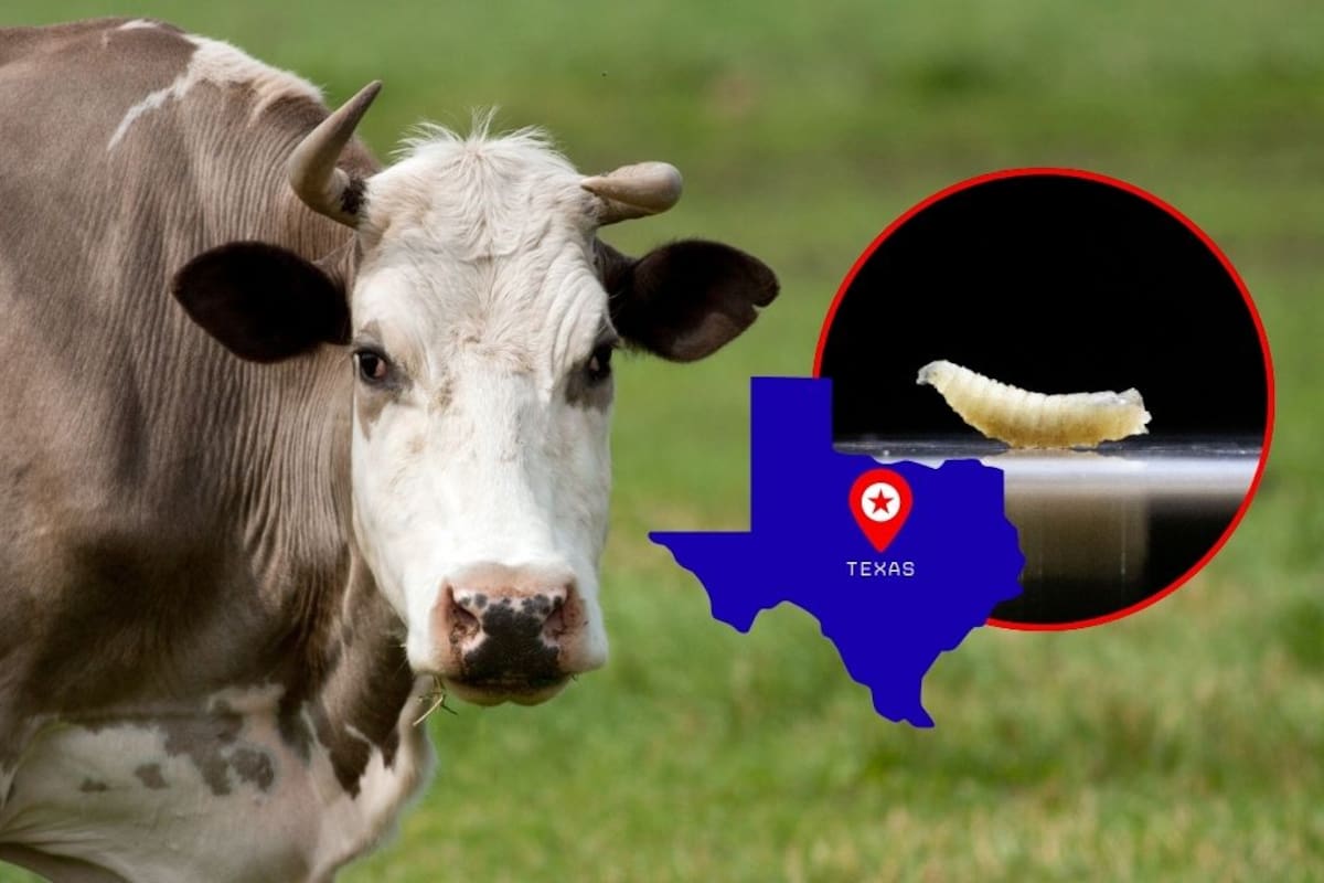 Texas exige reabrir la frontera con México ante escasez de ganado y aumento en precios de la carne en Estados Unidos