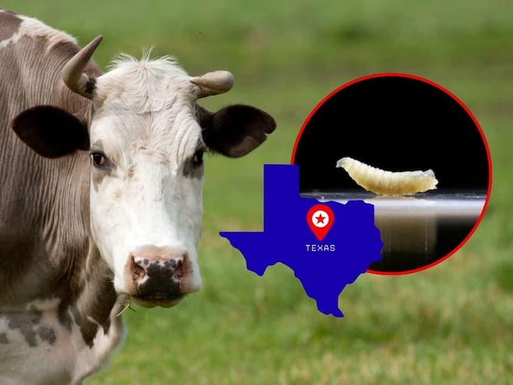 Texas exige reabrir la frontera con México ante escasez de ganado y aumento en precios de la carne en Estados Unidos