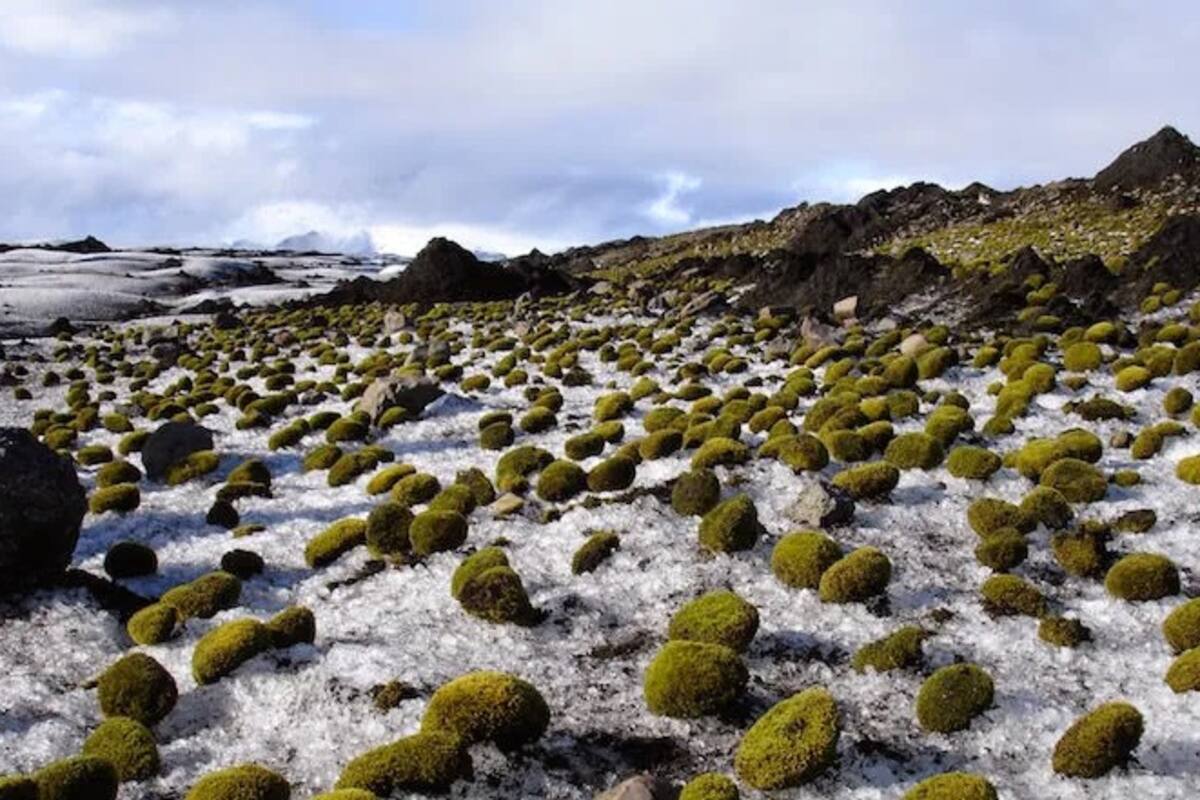 La ciencia no explica por qué estas bolas de musgo se mueven todas al mismo tiempo