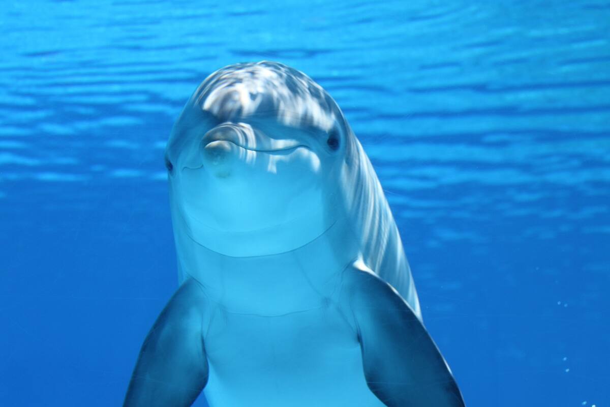Prohíben espectáculos con mamíferos marinos en México