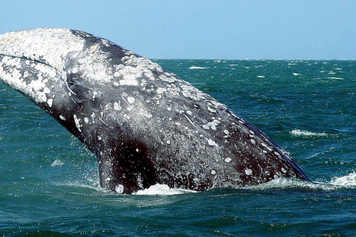 Disminuyen visitantes al avistamiento de la ballena gris