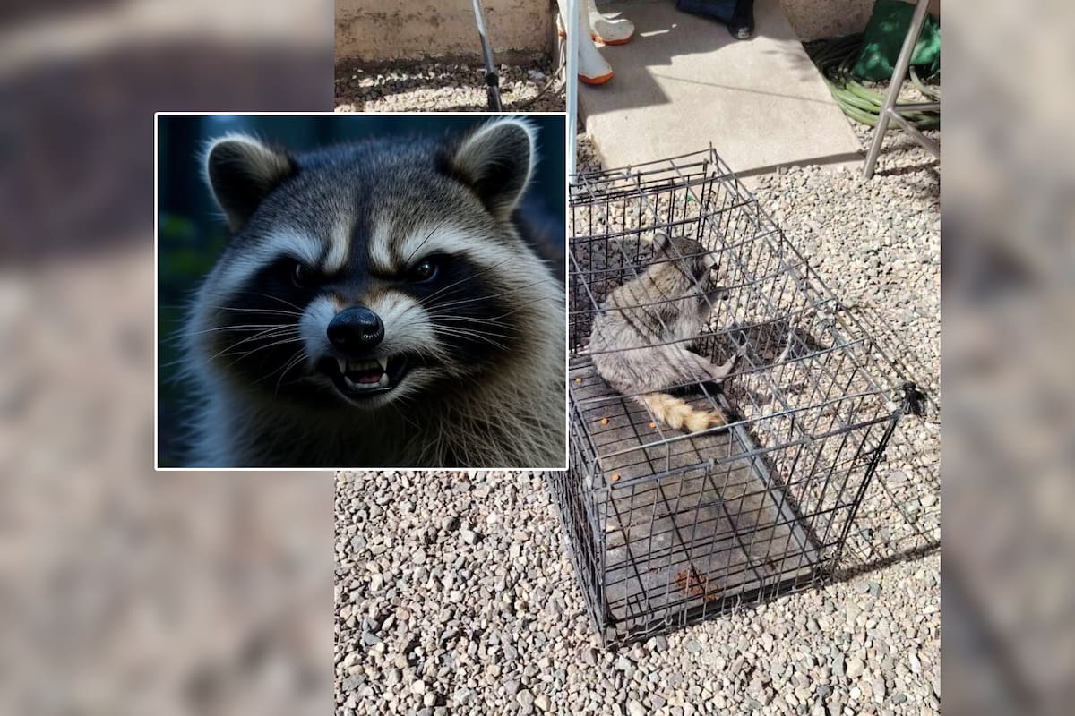 Capturan a un mapache agresivo en colonia Solidaridad de Nogales