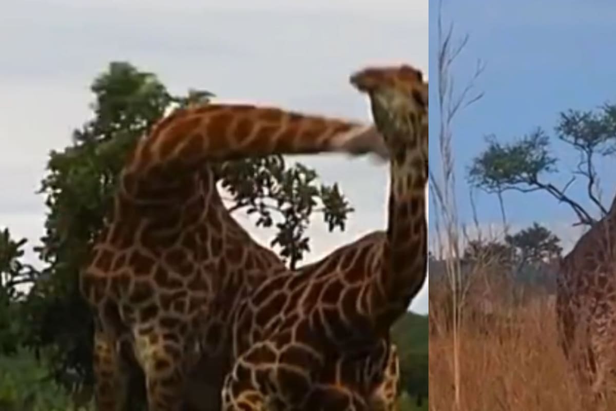 Enfrentamiento en las alturas: se viraliza la pelea entre jirafas y una se fractura el cuello