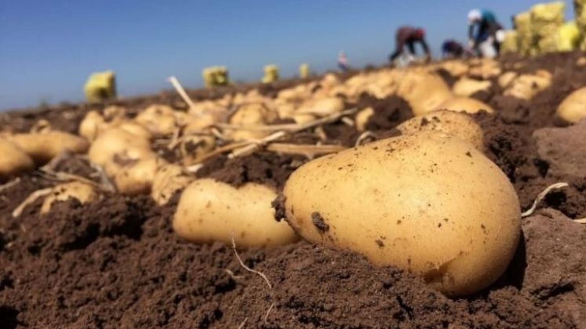 Durante el actual ciclo agrícola se sembraron en el Valle del Yaqui alrededor de 6 mil 800 hectáreas de papa./ Imagen por Mayra Echeverría.