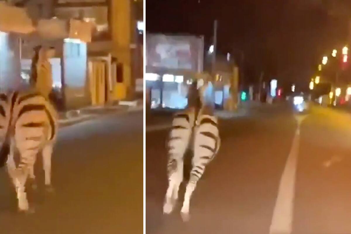 Una cebra y dos caballos se pasean por suburbio de París tras escaparse de un circo