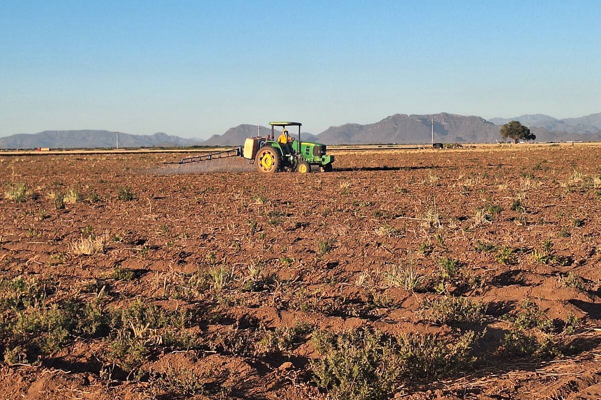 Rechazan productores del Valle del Yaqui cultivos de bajo consumo de agua: DRRY