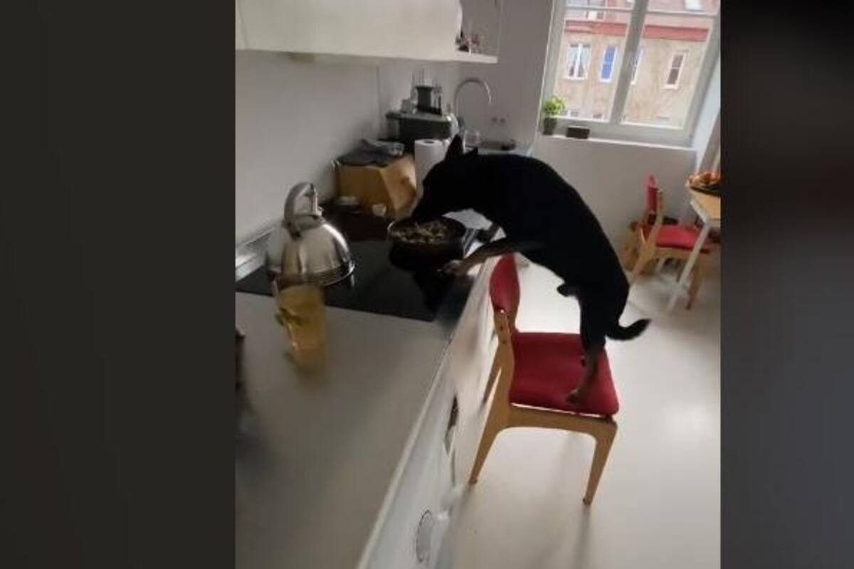 Perro empuja silla de comedor para comerse lo que hay en el sartén