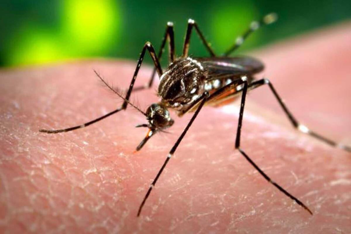 Combatirán zika con mosquitos modificados en Florida