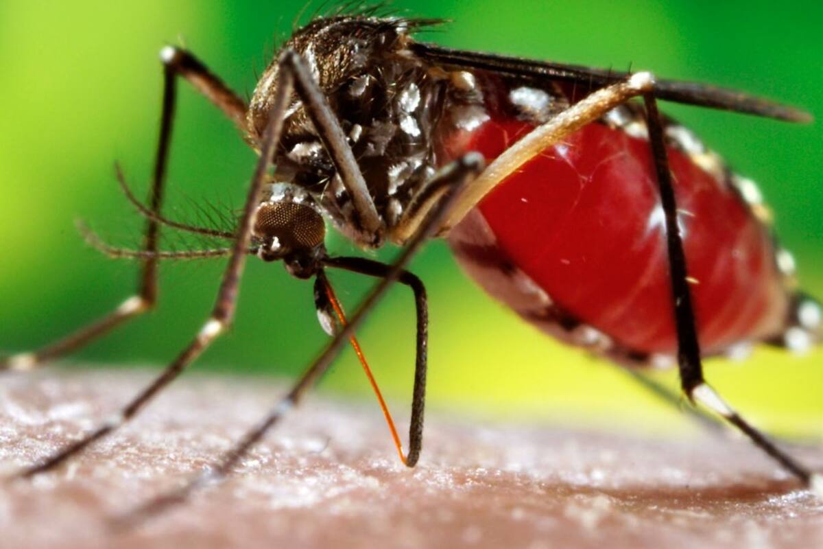 Confirman caso positivo a dengue y a Covid en niña de 7 años en BCS