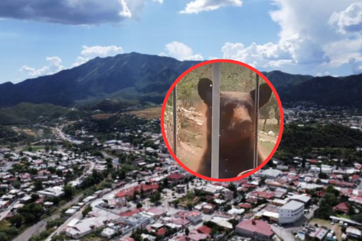 Reportan avistamiento de oso cerca de mina en Nacozari