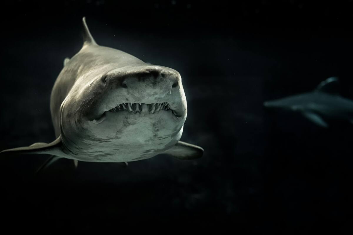Tiburón se come una cámara y esta logra captar cómo se ve su impresionante interior