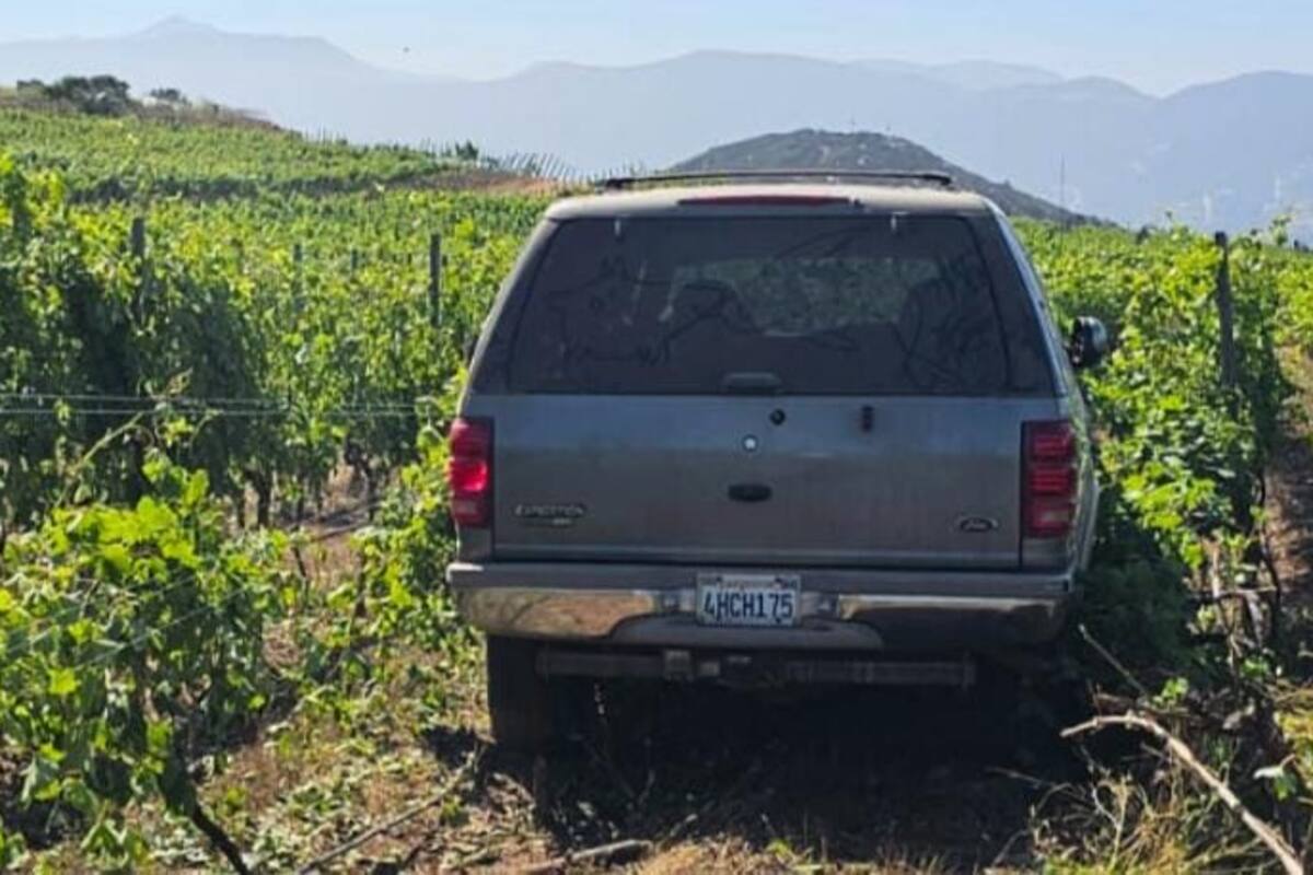 Arrolla menor a trabajadora del campo en Valle de Guadalupe
