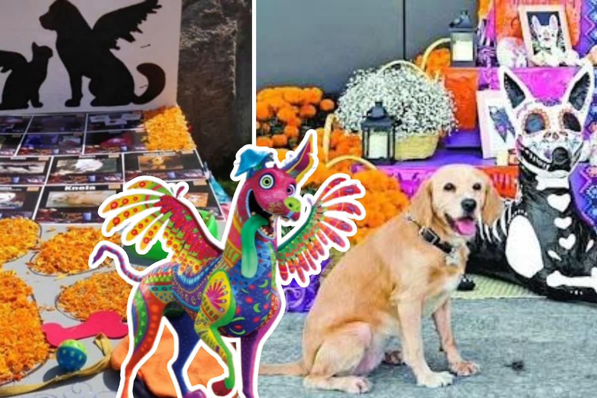 Esto debe tener un altar de muertos para mascotas