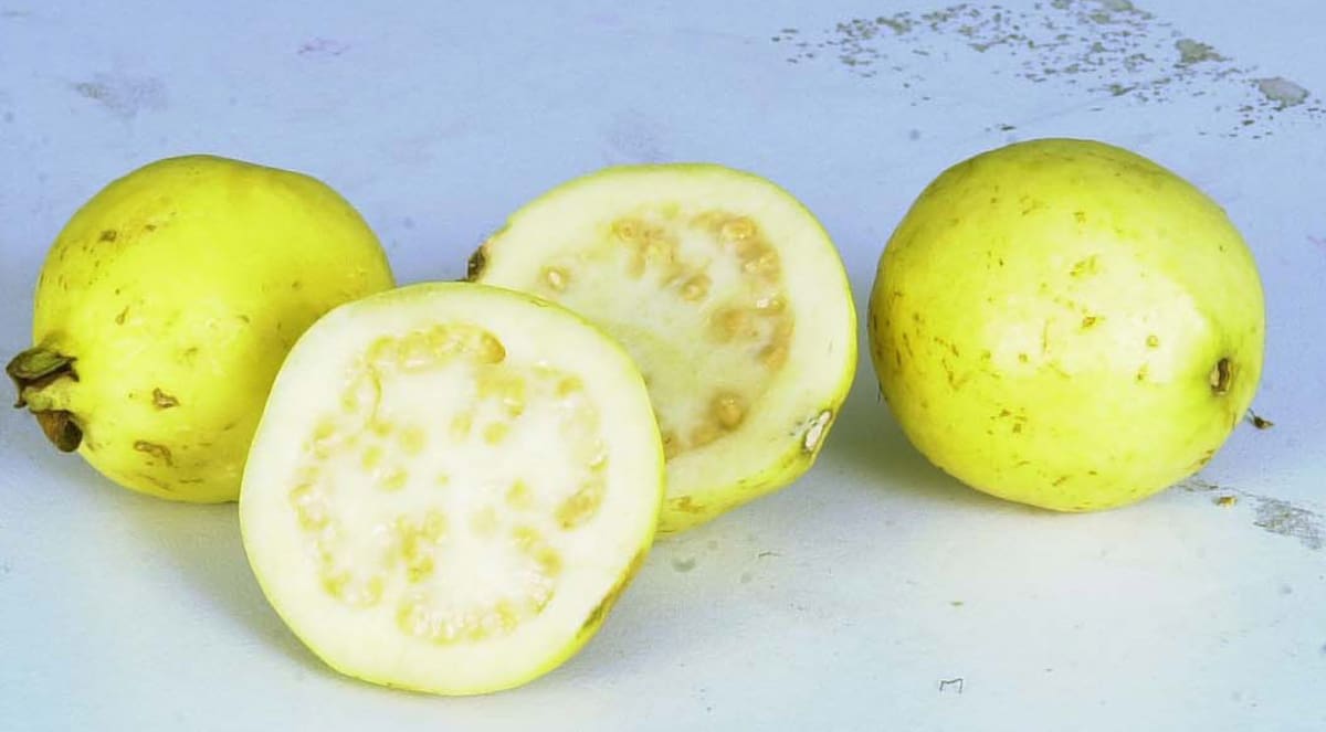 Guayaba