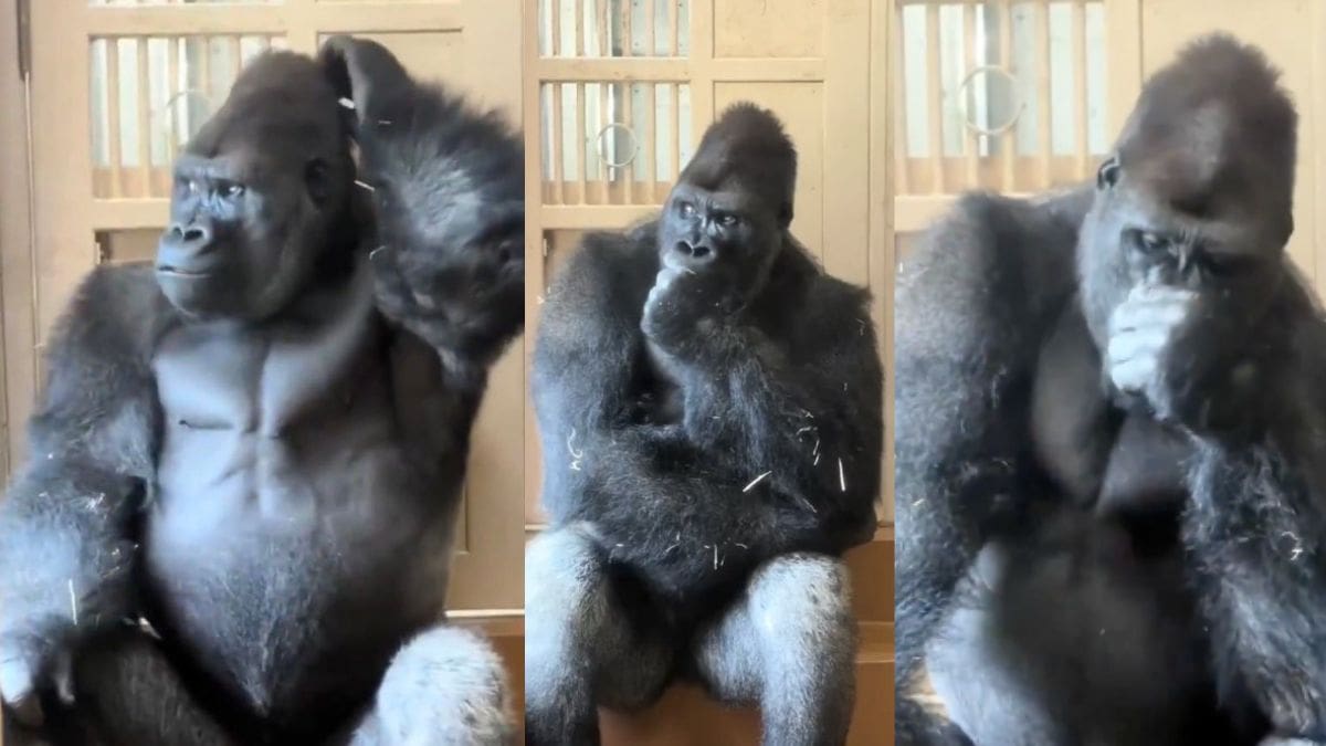 Tras una pelea con su pareja, este gorila tuvo una reacción tan humana que conquistó internet