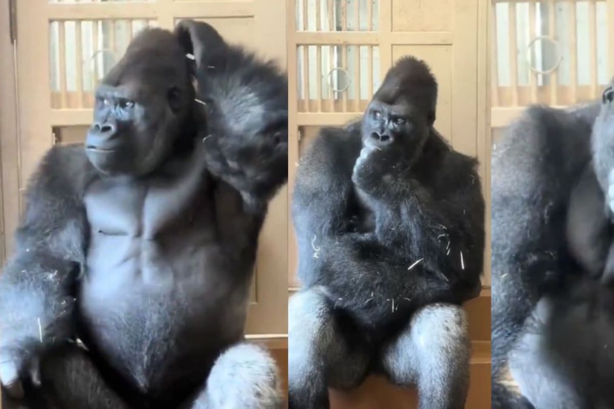 Tras una pelea con su pareja, este gorila tuvo una reacción tan humana que conquistó internet