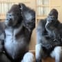 Tras una pelea con su pareja, este gorila tuvo una reacción tan humana que conquistó internet