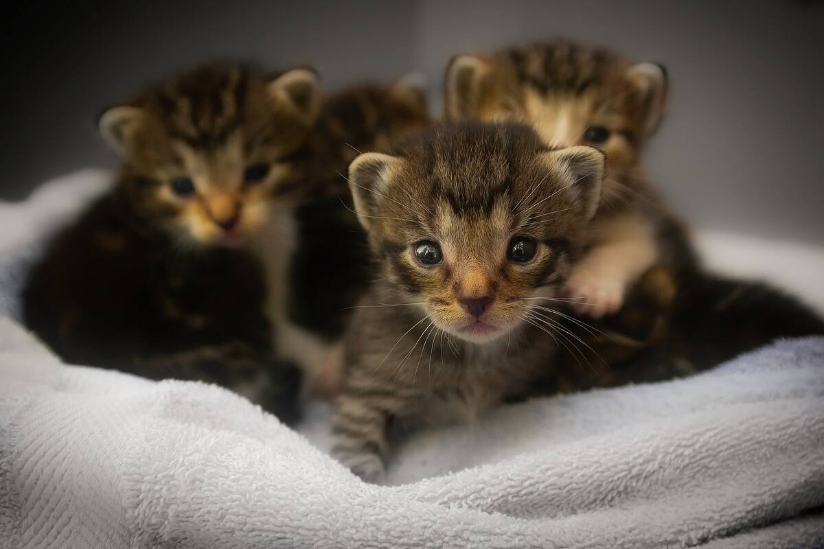 Una librería en Canadá comparte su espacio con gatos que están en adopción