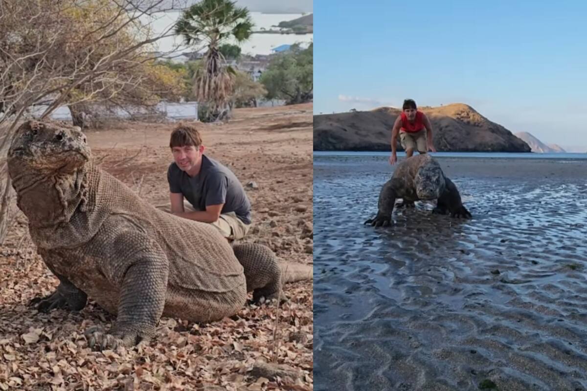 “¡Este hermano encontró Jurassic Park! Influencer dedicado a la vida salvaje se graba con un enorme dragón de Komodo y causa impresión en redes sociales