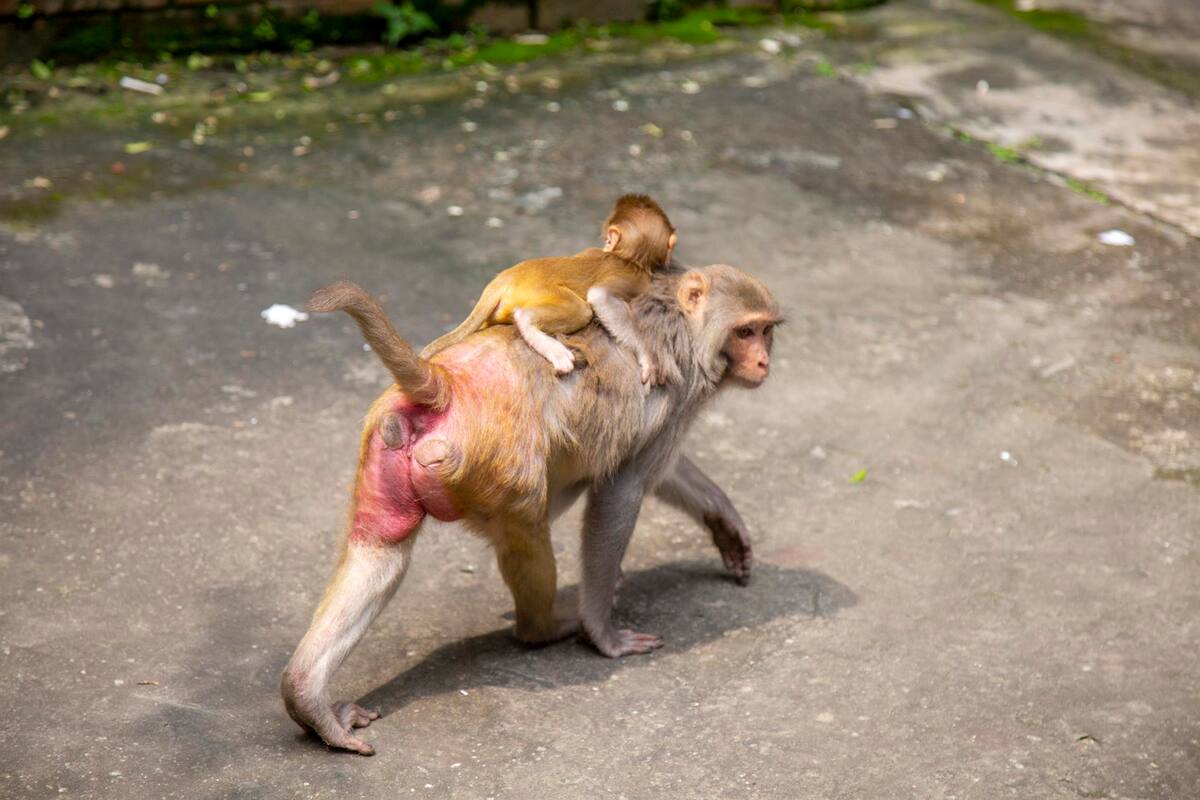 Virus de monos parecido al ébola está "listo" para saltar a los humanos