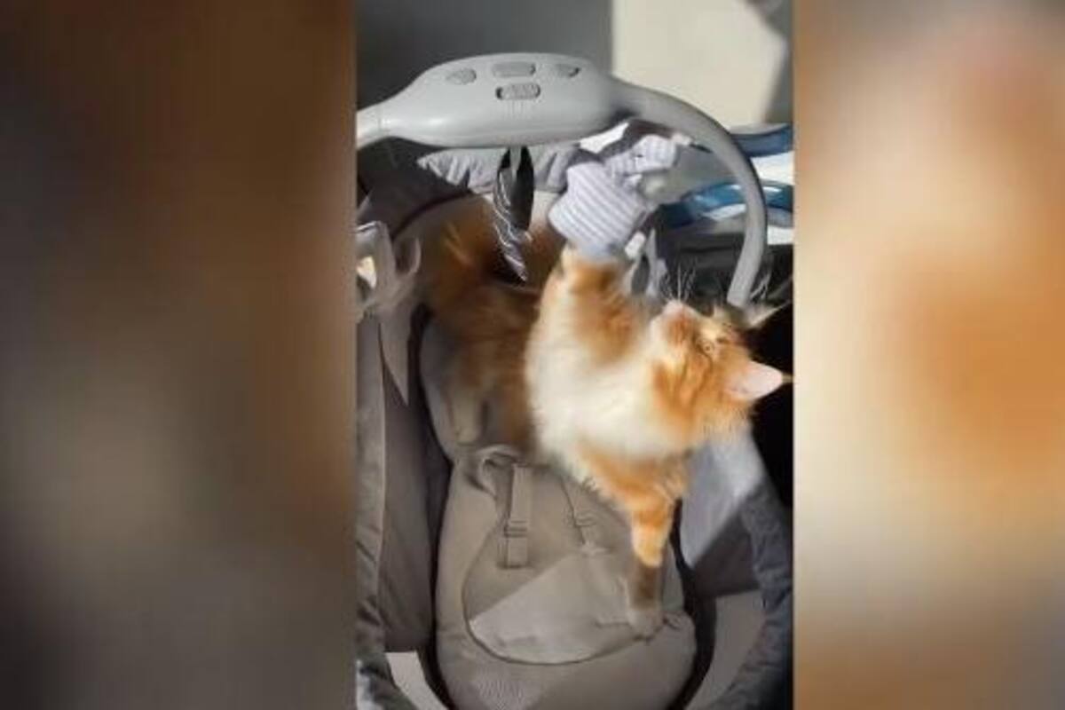 VIDEO: Gato actua como bebé cuando está en una cuna