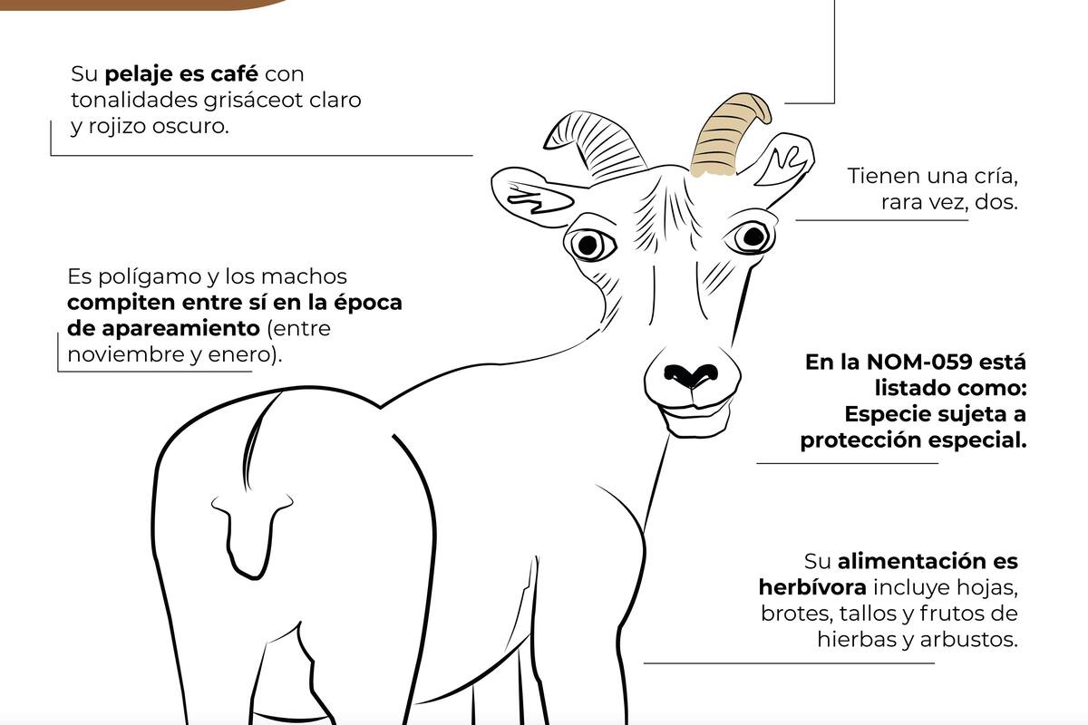 Profepa publica dibujo de borrego cimarrón y llueven los memes