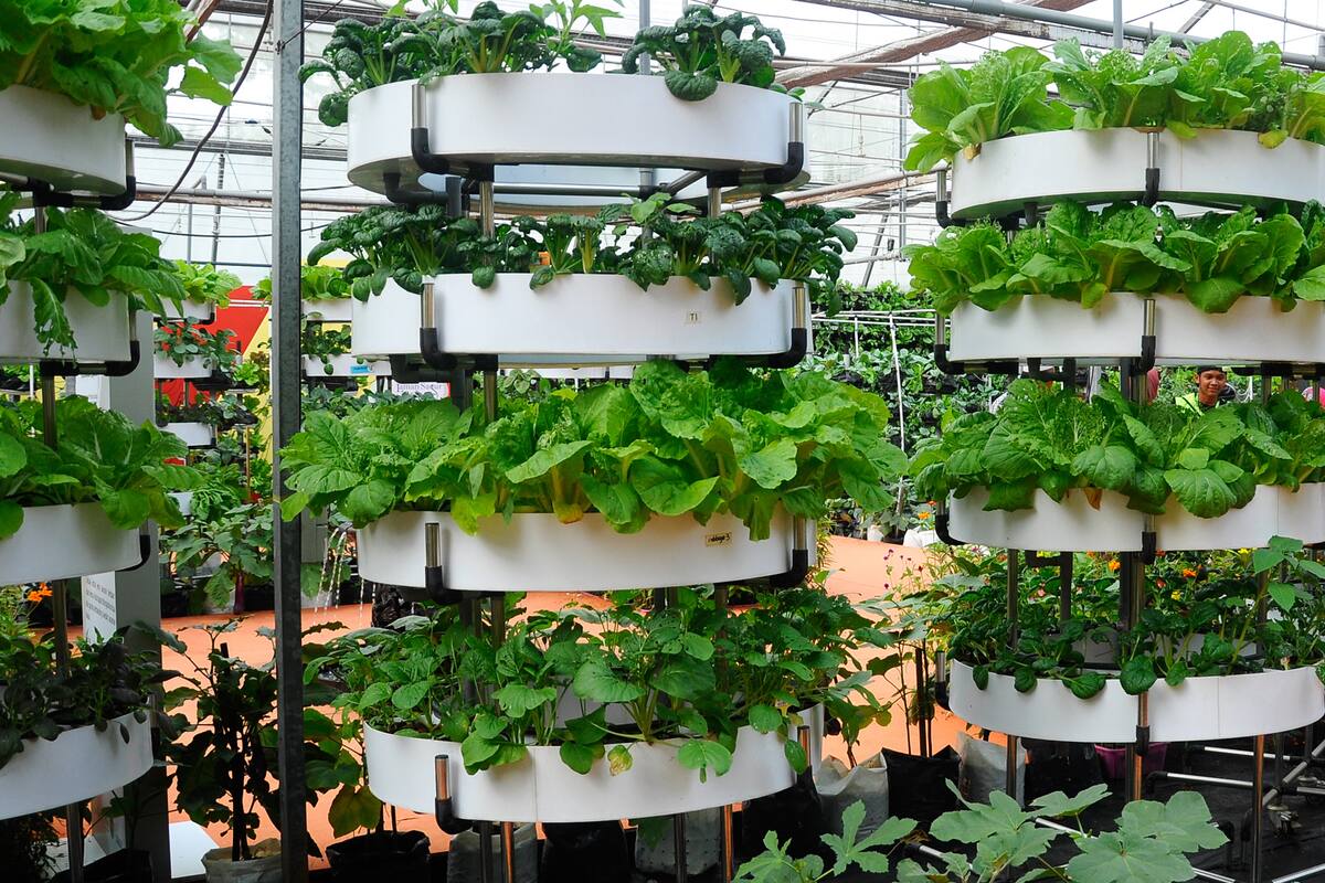 Cuando cultivar hacia el cielo se vuelve una opción realista para alimentar al mundo