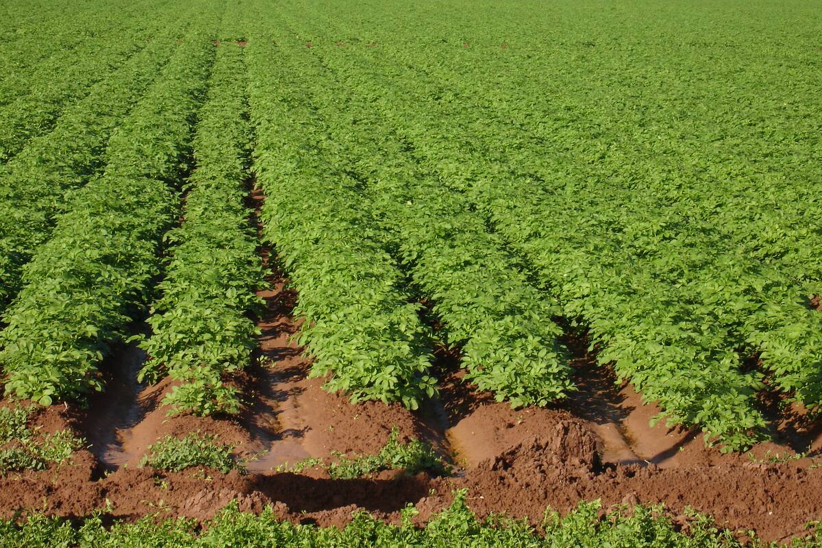 Convendría sembrar cártamo, garbanzo y girasol en Valle del Yaqui: Sader