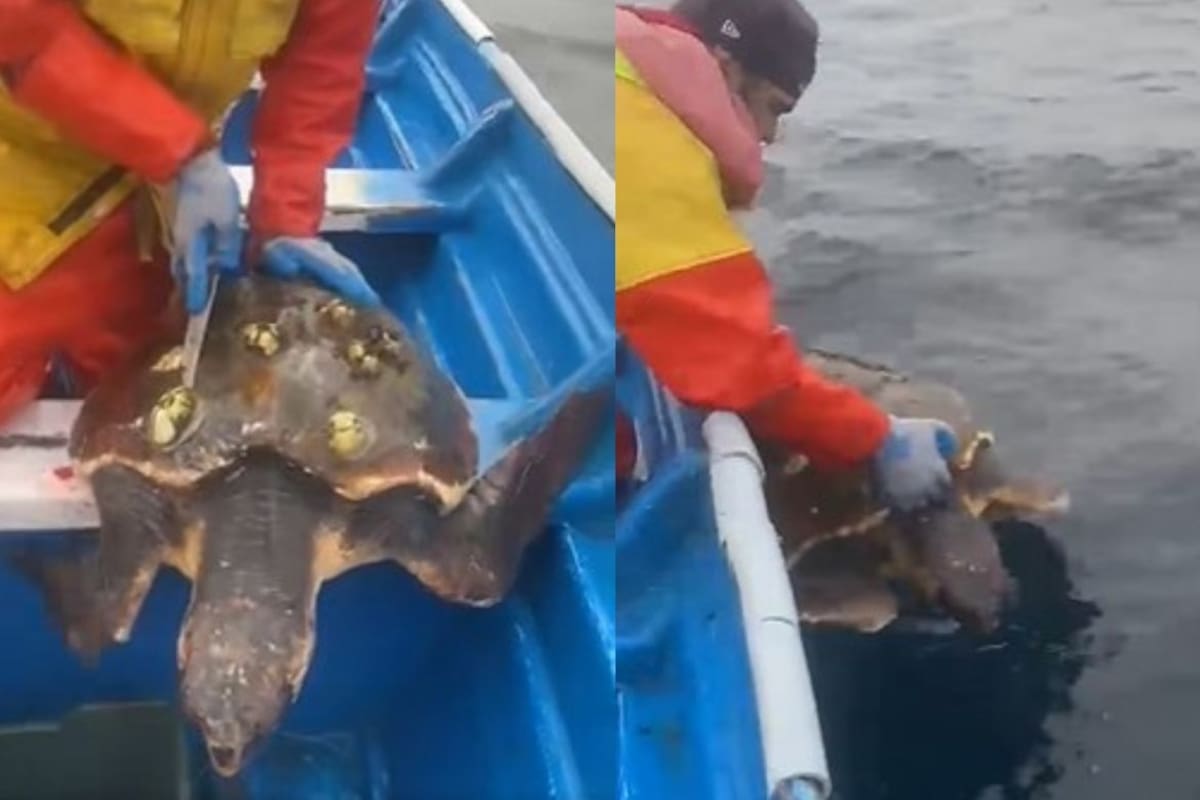 Pescador retira percebes de una tortuga y la devuelve al mar en Baja California