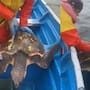 Pescador retira percebes de una tortuga y la devuelve al mar en Baja California