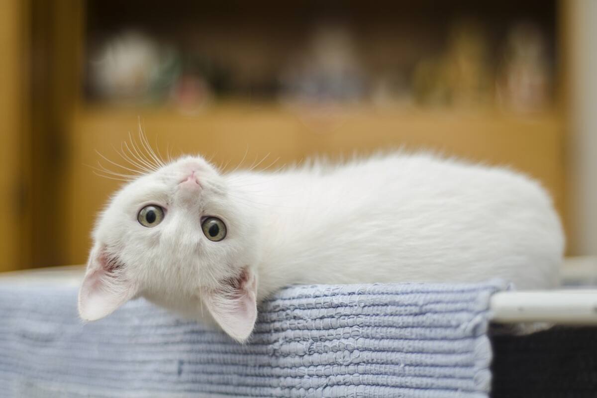 Se llena de felinos Twitter por el Día Internacional del Gato