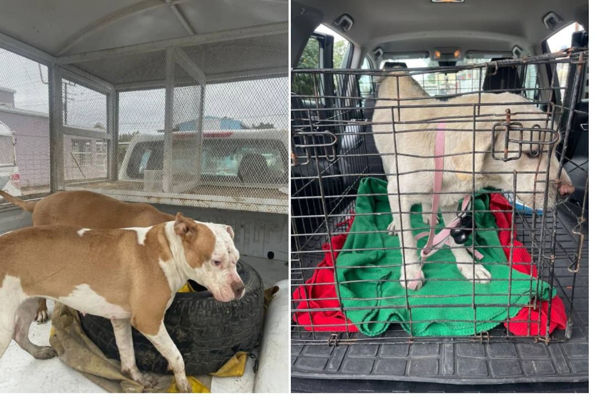 Cateos permiten rescate de tres mascotas en condiciones de abandono