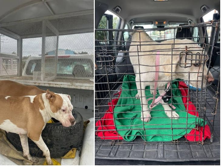 Cateos permiten rescate de tres mascotas en condiciones de abandono