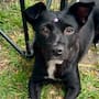 Habrá jornada gratis de vacunación y desparasitación de perros y gatos