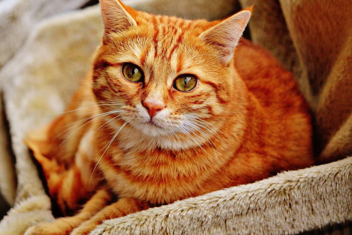 Los gatos se comerán a un cadáver humano si tienen la oportunidad: Estudio